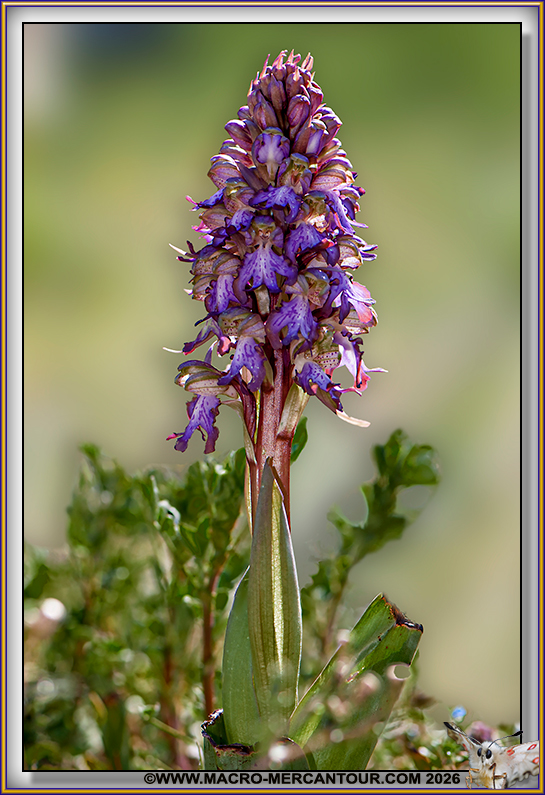 Orchis &agrave; longues bract&eacute;es